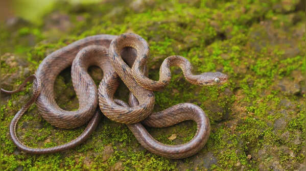 Beddome's cat snake