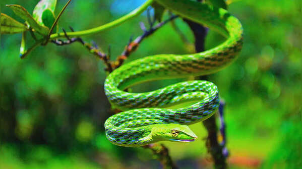 9 iconic snakes of India's Western and Eastern Ghats