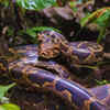 Indian rock python