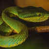Bamboo pit viper