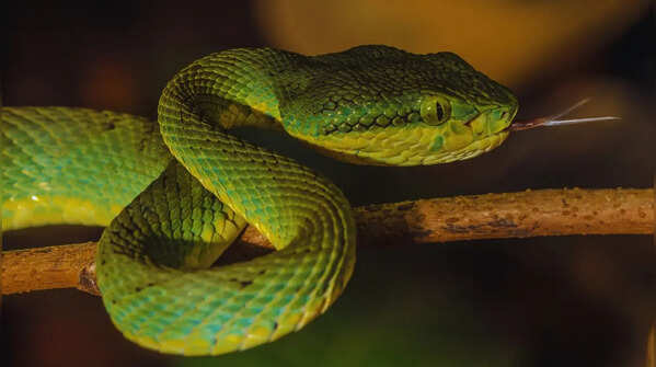 Bamboo pit viper