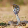 Indian cobra