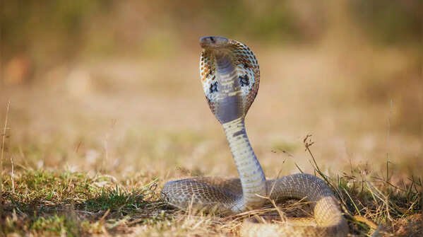Indian cobra