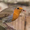 Watch birds and insects