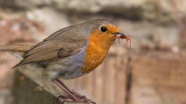 Watch birds and insects
