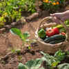 Create a small garden