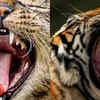 Evolutionary summary