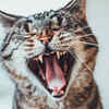 Difference related to the predatory way of survival