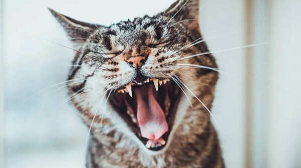 Difference related to the predatory way of survival