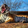 Article image for: <i class="tbold">tiger</i> teeth structure