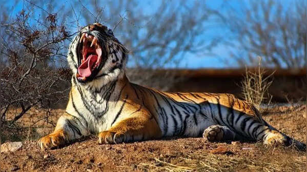 Tiger teeth structure