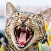 Cat teeth structure
