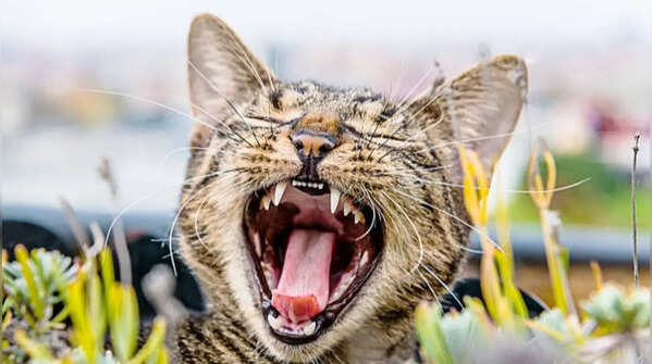 Cat teeth structure