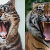 Article image for: Cat teeth vs <i class="tbold">tiger</i> teeth: Inside nature’s two fierce carnivore designs