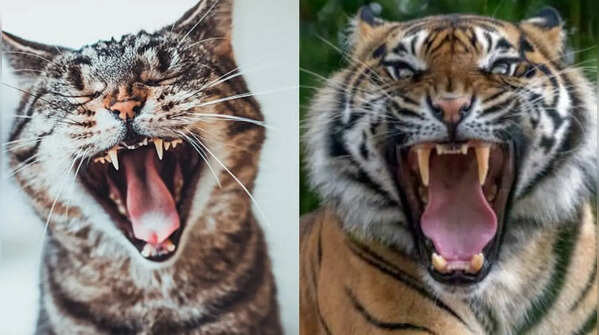 Cat teeth vs Tiger teeth: Inside nature’s two fierce carnivore designs