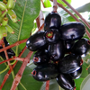 What makes Jamun different from other fruits?