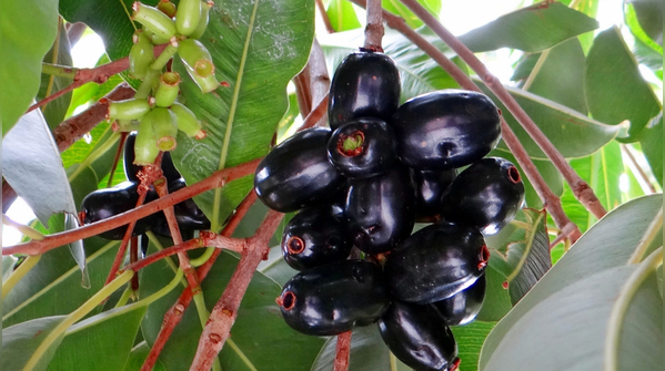 What makes Jamun different from other fruits?