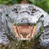 Evolutionary difference and survival strategies