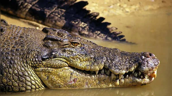 Behavioural differences in the wild
