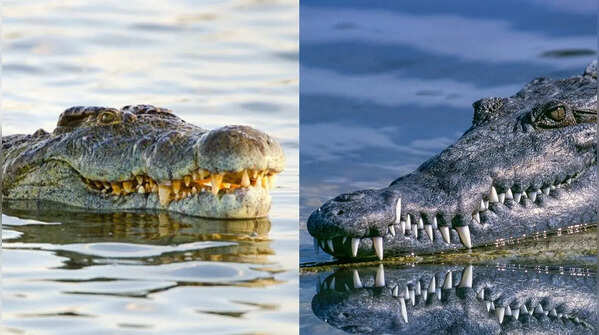 How to identify a Crocodile vs. an Alligator: Snout shape, teeth visibility, habitat clues