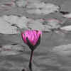 Lotus – Ornamental monsoon flower