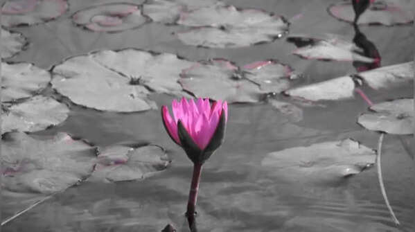 Lotus – Ornamental monsoon flower
