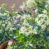 Jasmine – A perfumed flower that blooms during rains