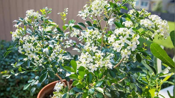 Jasmine – A perfumed flower that blooms during rains