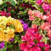Bougainvillea – Colourful rain-friendly plant