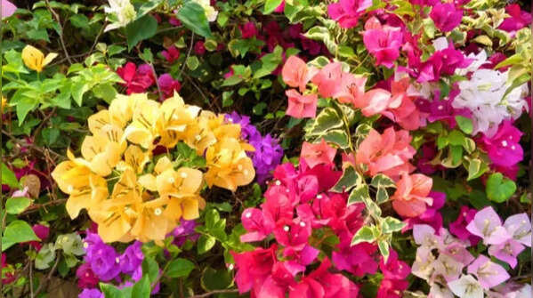 Bougainvillea – Colourful rain-friendly plant