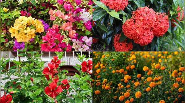 6 flowering plants that bloom beautifully in rainy weather