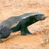 A symbol of fearlessness in nature