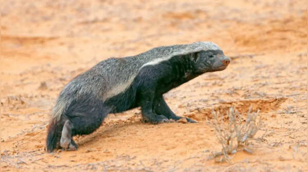 A symbol of fearlessness in nature