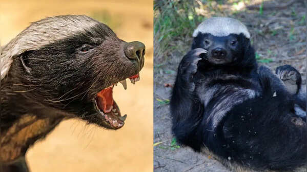 7 Fascinating facts about the honey badger