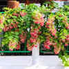 Madhumalti – Living fragrant curtain