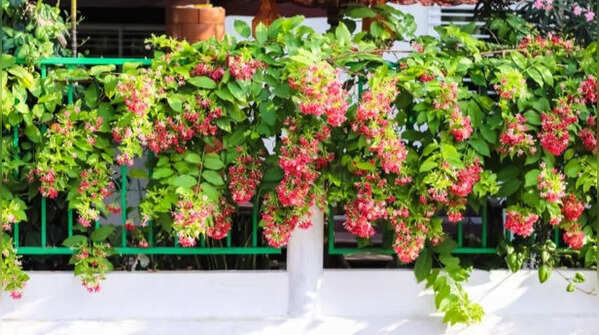 Madhumalti – Living fragrant curtain
