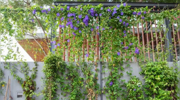 Morning Glory – Living daily bloomer