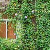 Passionflower – Intricate living bloom