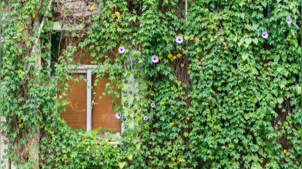Passionflower – Intricate living bloom