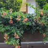 Rangoon creeper – Colour change living curtain