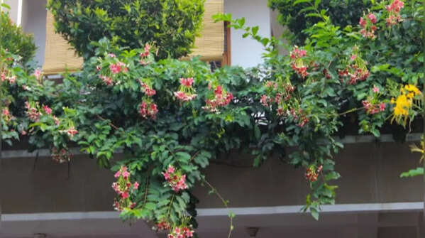 Rangoon creeper – Colour change living curtain