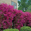 Bougainvillaea – Colourful living curtain