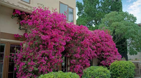 Bougainvillaea – Colourful living curtain