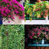Article image for: 5 beautiful flowering creepers that double up as living curtains