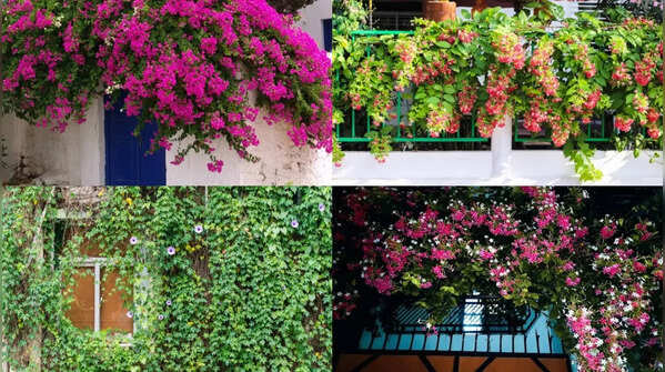5 beautiful flowering creepers that double up as living curtains
