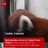 Article image for: Adorable Red Pandas Arrive At Taipei Zoo After Decade-Long Gap