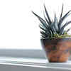 Zebra plant – A small plant with an amazing design