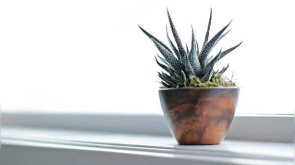 Zebra plant – A small plant with an amazing design