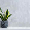 Snake plant – An ideal succulent for corner spaces