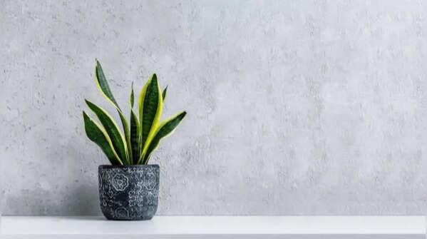 Snake plant – An ideal succulent for corner spaces